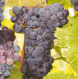 Cynthiana Wine Grape 